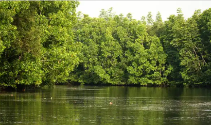 Kennedy Sihombing, Hutan Mangrove Di Kepri Beransur Musnah