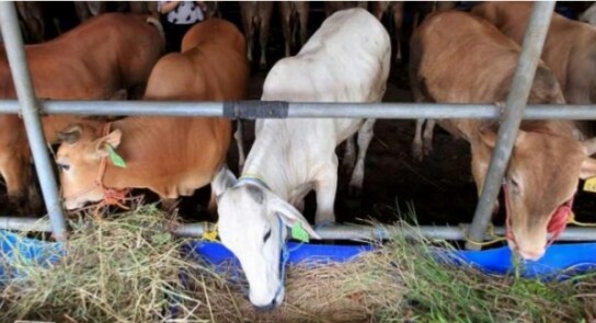 Jelang Kurban, Ini Rincian Sapi Perkecamatan Di Bintan